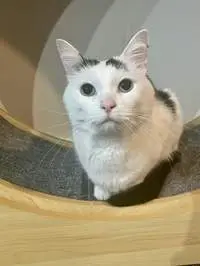 White cat receiving a pet drop-in visit from a Chompi sitter
