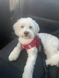 White fluffy dog on a GPS-verified walk with a Chompi dog walker in Leeds