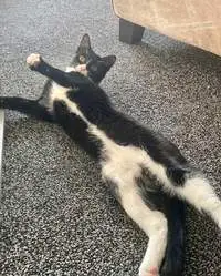 Black and white cat receiving a pet sitting visit in Doncaster